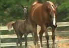 In-Utero mule - Gelding in Cedarville, AR In-Utero mule - Gelding in Cedarville, AR