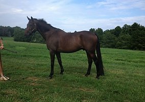 Warmblood (Warmblood, Gelding) in Gladys, VA
