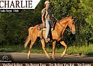Tennessee Walking - Horse for Sale in Rogersville, MO 65742