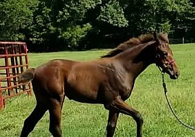 Thoroughbred