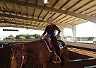 Quarter Horse - Horse for Sale in Dacula, GA Quarter Horse - Horse for Sale in Dacula, GA