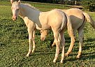 Gorgeous Perlino Colt Zip N Crackers