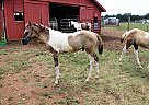 Adorable Grulla Colt Heaven Dun Fancy