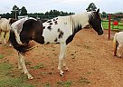 Double Homozygous Stallion Ds Sierras Smoke