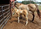 Bay Dun Tobiano Colt APHA Pending