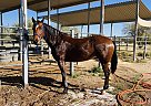 Other - Horse for Sale in Marana, AZ 85658-84 Other - Horse for Sale in Marana, AZ 85658-84