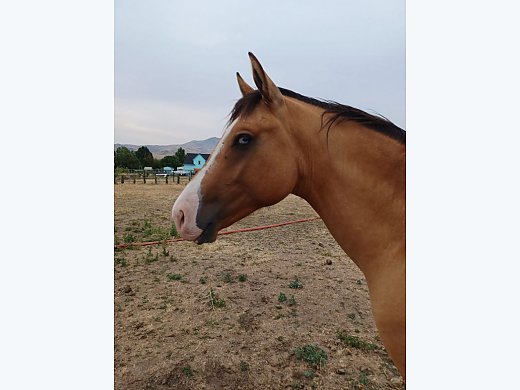 Appaloosa Sporthorse Colt