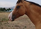 Other - Horse for Sale in Emmett, ID 83617 Other - Horse for Sale in Emmett, ID 83617