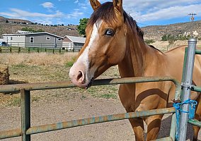 Appaloosa (Appaloosa, Stallion) in Emmett, ID