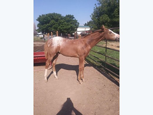 Appaloosa Sporthorse Colt