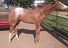Other - Horse for Sale in Emmett, ID 83617