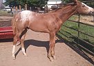 Other - Horse for Sale in Emmett, ID 83617 Other - Horse for Sale in Emmett, ID 83617