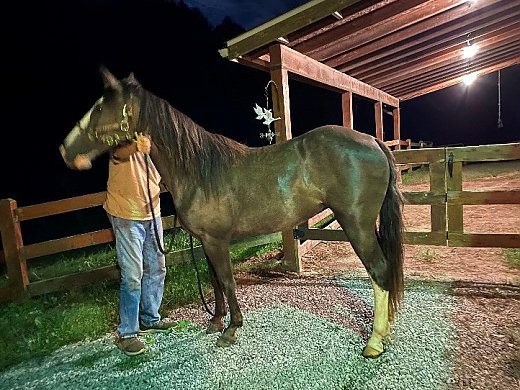 Beautiful Tennessee Walker