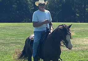 Tennessee Walking (Tennessee Walking, Mare) in Monaca, PA
