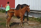 Hickory - Stallion in Fullerton, ND Hickory - Stallion in Fullerton, ND