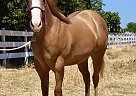 EYEZA CANDY MAN - Stallion in Modesto, CA EYEZA CANDY MAN - Stallion in Modesto, CA