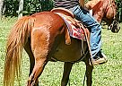 Quarter Horse - Horse for Sale in Xenia, OH 45385 Quarter Horse - Horse for Sale in Xenia, OH 45385