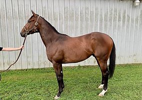 Thoroughbred (Thoroughbred, Gelding) in Miamisburg, OH