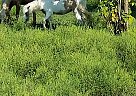 Mini Pony Lulu