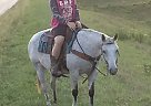 AQHA Gray Mare 13yr Charm