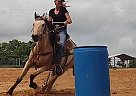 Beautiful Buckskin Barrel Horse Hotshot
