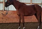 Thoroughbred Gelding for Sale in Leavenworth, Kansas Thoroughbred Gelding for Sale in Leavenworth, Kansas