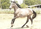 Andalusian - Horse for Sale in Roane, TX 75109