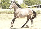 Andalusian - Horse for Sale in Roane, TX 75109 Andalusian - Horse for Sale in Roane, TX 75109