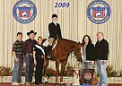 True All-Around Gelding 199 AQHA... Quarter Horse Stallion