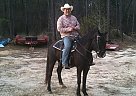 Black Beauty Tennessee Walking Mare