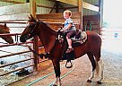 Beautifully Gaited Paso Fino Gel... Paso Fino Stallion