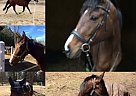 3 yr old Unraced TB Filly Thoroughbred Mare