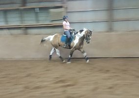 Baroque Third LVL Dressage Gelding Other Gelding