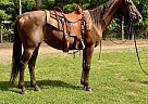Quarter Horse - Horse for Sale in Walkerton, IN 46574