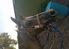 Appy Mare Appaloosa Mare
