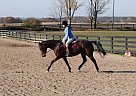 Thoroughbred - Horse for Sale in Milton/burlington, ON 