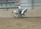 Other - Horse for Sale in Pelham, ON L3B2T3 Other - Horse for Sale in Pelham, ON L3B2T3