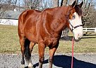 Quarter Horse - Horse for Sale in south windsor, CT 06074 Quarter Horse - Horse for Sale in south windsor, CT 06074