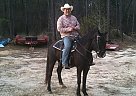 Tennessee Walking - Horse for Sale in Picayune, MS 