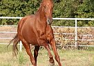 Andalusian - Horse for Sale in Roane, TX 75109 Andalusian - Horse for Sale in Roane, TX 75109
