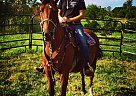 Quarter Horse - Horse for Sale in Sebeka, MN 56477 Quarter Horse - Horse for Sale in Sebeka, MN 56477