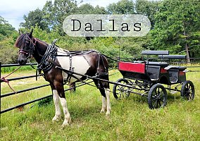 Friesian (Friesian, Gelding) in Ava, MO