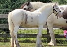 Keegan - Stallion in Simpsonville, SC Keegan - Stallion in Simpsonville, SC