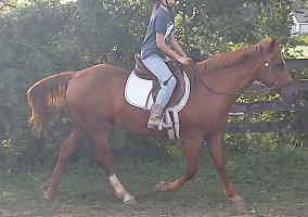 Appaloosa (Appaloosa, Mare) in South Charleston, OH