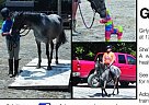 Girlygirl Pony of the Americas Mare