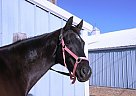 Thoroughbred - Horse for Sale in Mission, KS 66061