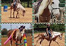 Gorgeous, Calm Gelding Apache