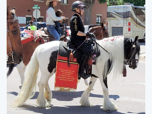 Gypsy Cob For Sale