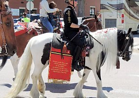 Gypsy Vanner (Gypsy Vanner, Mare) in Berthoud, CO