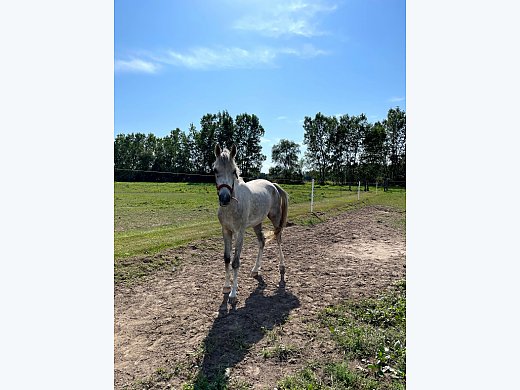 Half Arabian Gelding